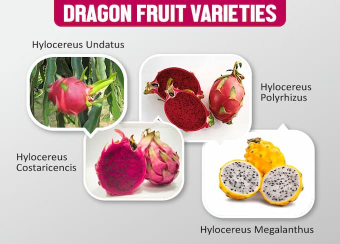 Varieties of Dragon Fruit 